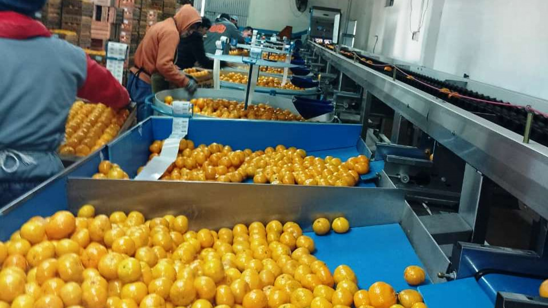 limon
