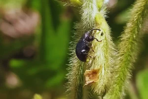 PICUDO 2 1536x1027.jpg