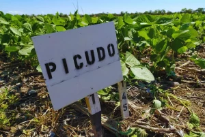 PICUDO 4 1536x1027.jpg