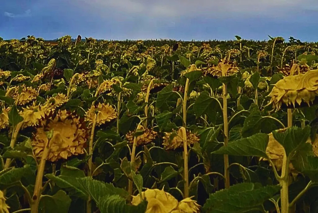 girasol 