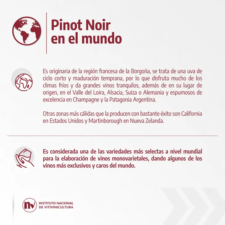 pinot noir