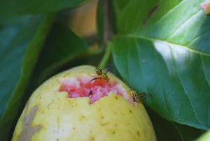 mosca