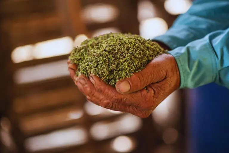 oregano