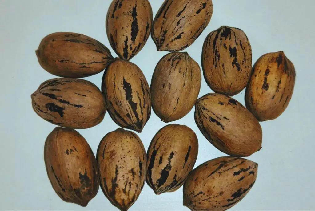 pecán