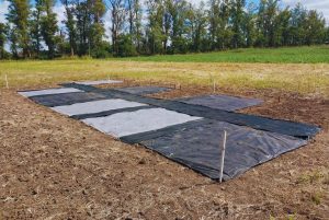 El INTA evalúa la solarización como alternativa sustentable para controlar malezas y promover plantas nativas