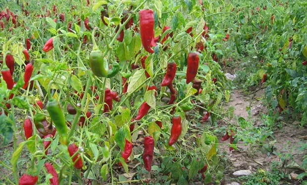 los cultivos de huerta que mejor responden al calor