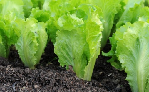 Qué sembrar en verano en Argentina: los cultivos de huerta que mejor responden al calor