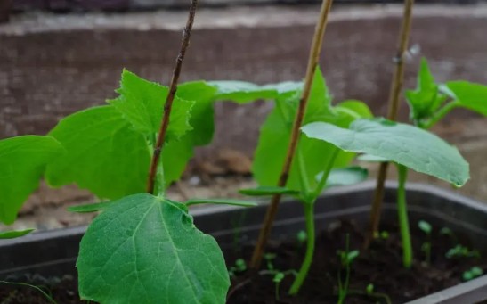 Qué sembrar en verano en Argentina