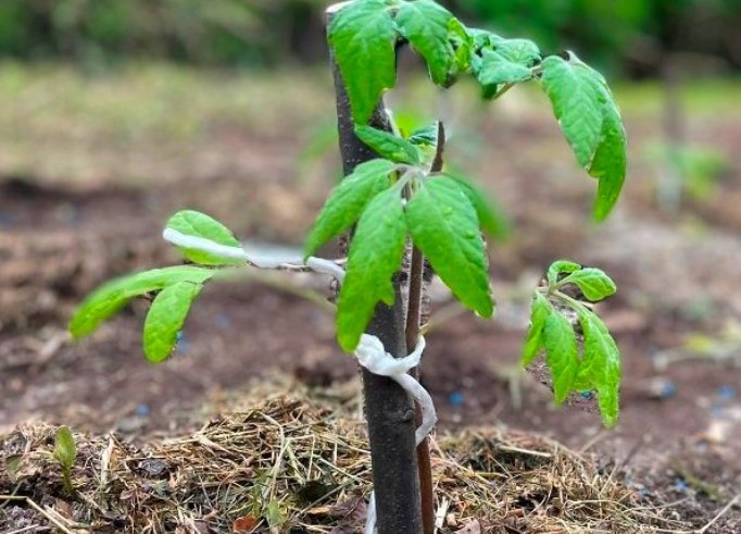 Qué sembrar en verano en Argentina: los cultivos de huerta que mejor responden al calor
