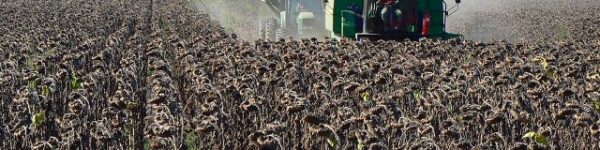 El oro amarillo del campo quebate récords y suma más dólares para la Argentina